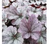 Гейхера Индиан Саммер Хаклберри (Indian summer Huckleberry) C1